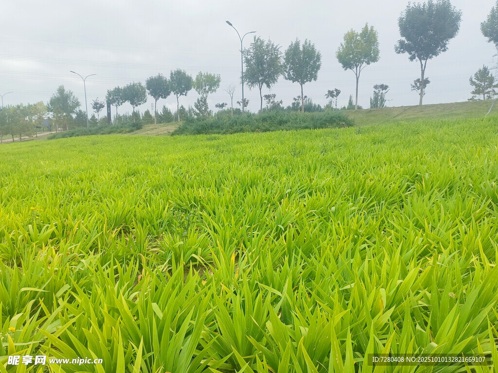 翠绿田野与远处树木风景