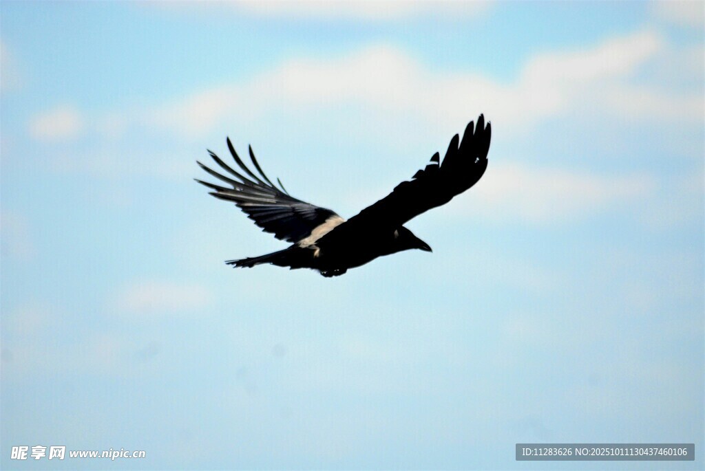 翱翔蓝天的雄鹰