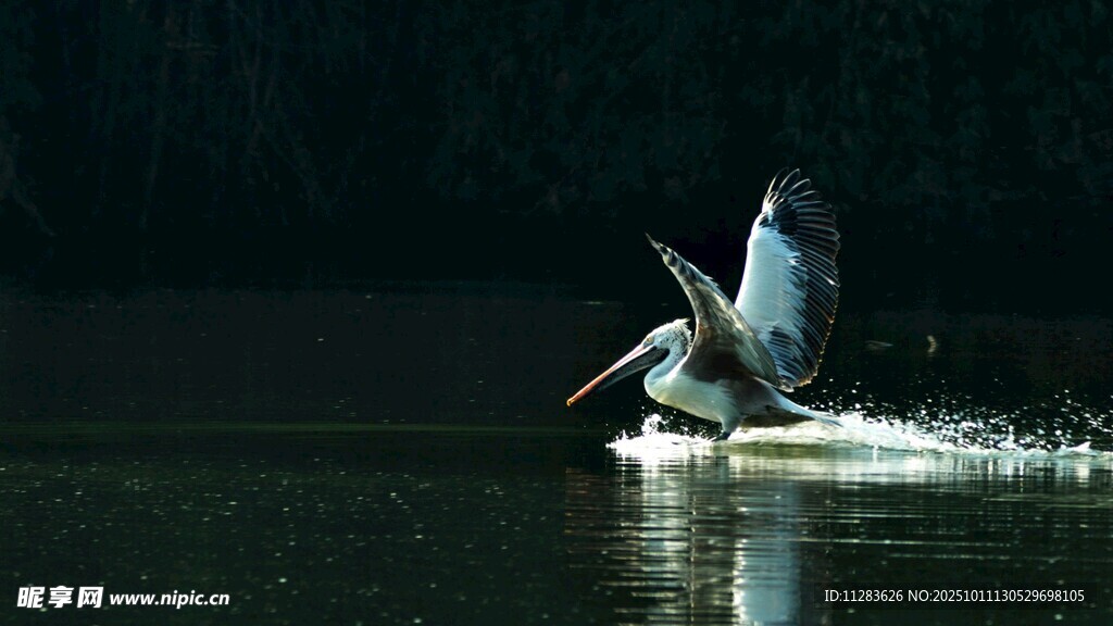 夜中鹈鹕水面展翅瞬间