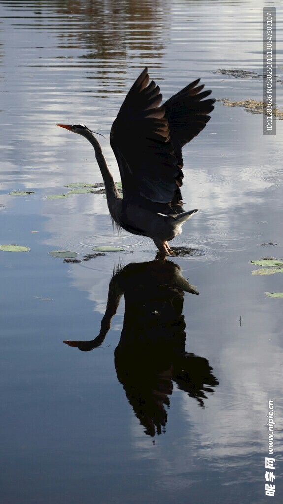 鹭鸟于水面展翅倒影如画