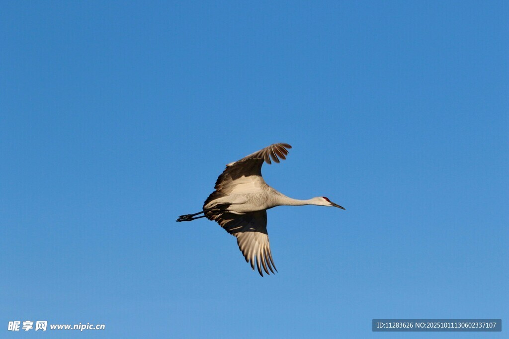 天空中飞翔的优雅飞鸟
