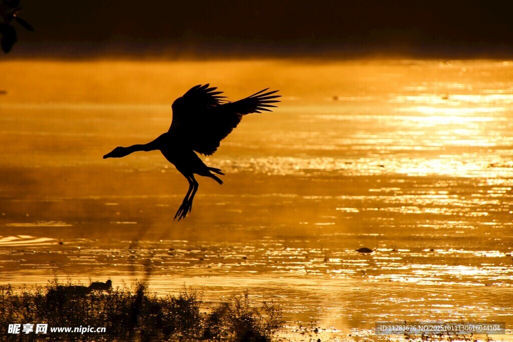 夕阳下飞鸟展翅剪影