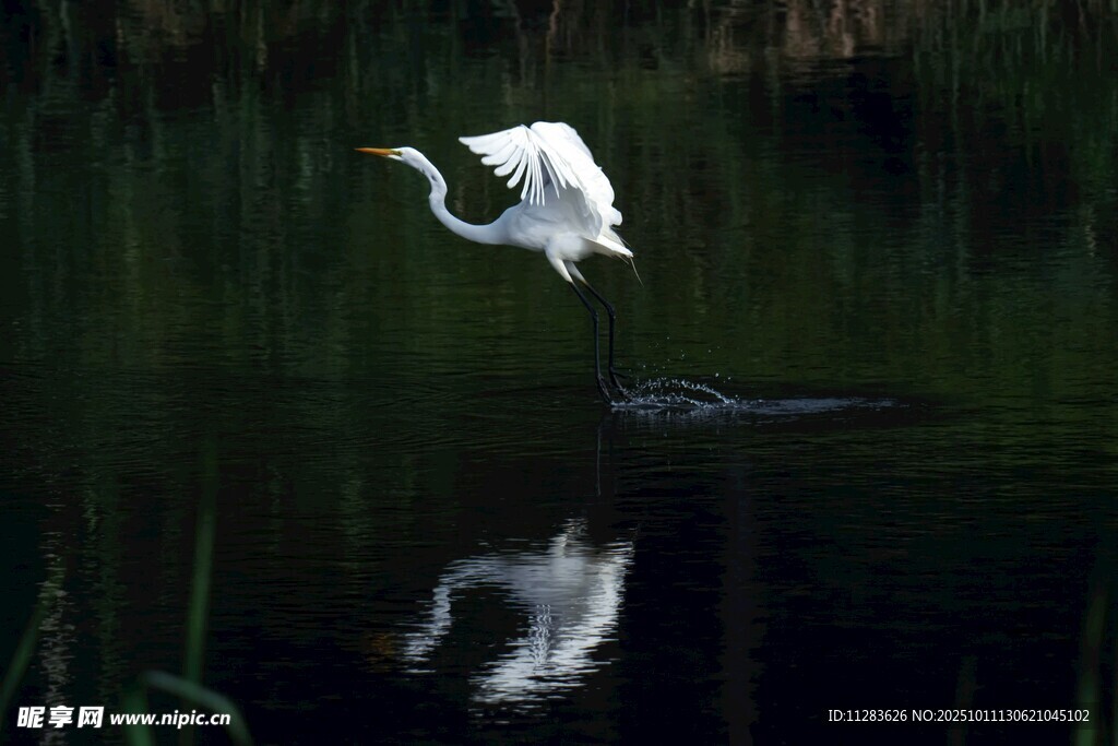 白鹭于水面优雅飞翔