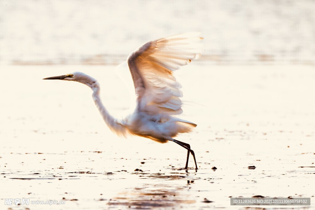 白鹭于浅滩展翅欲飞