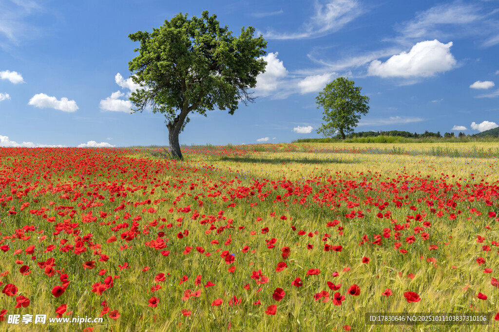 花海中独立的树
