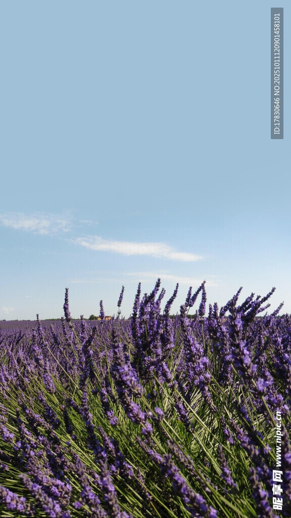 紫色薰衣草花海美景