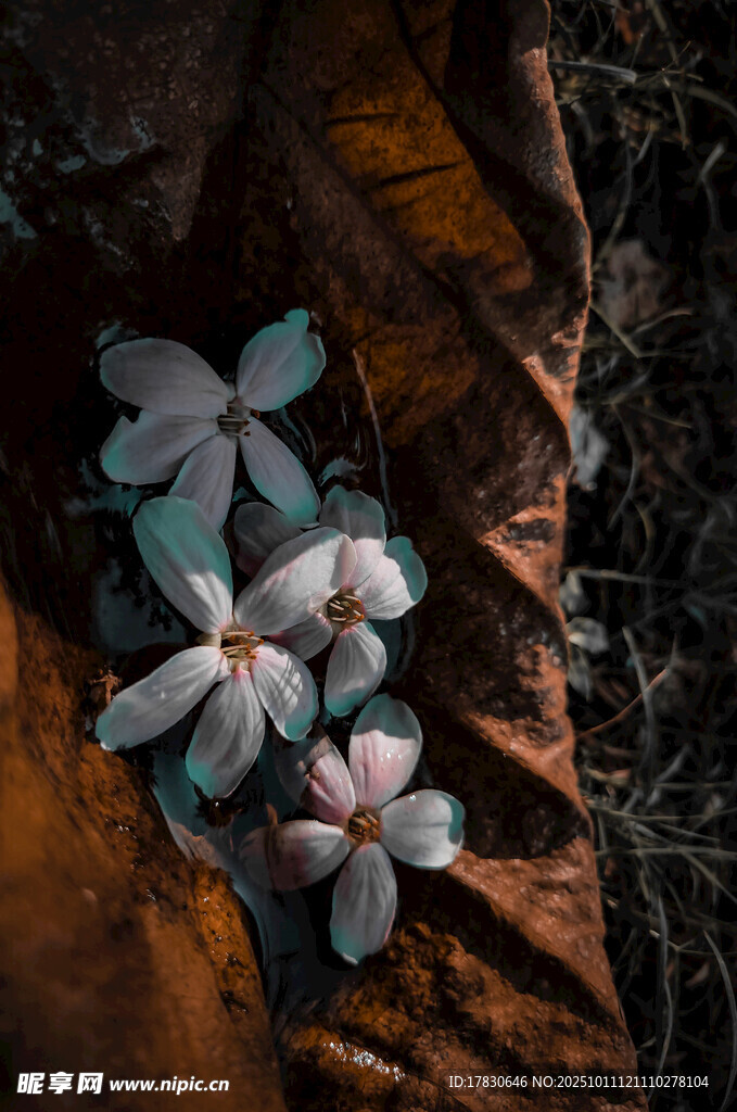 枯叶上的素雅白色小花
