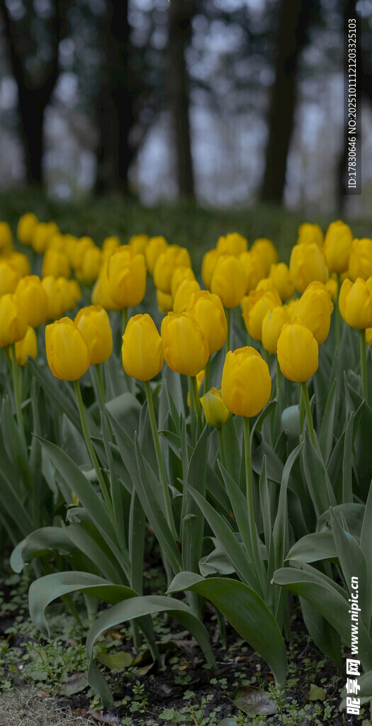 金黄郁金香花海