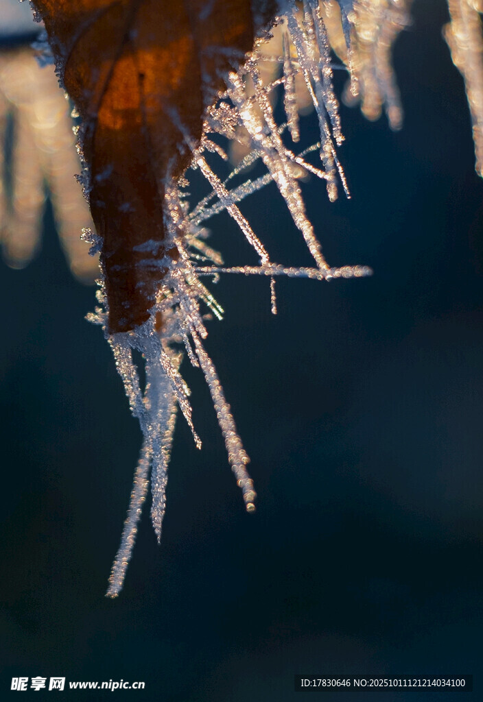 冬日枝头的晶莹冰挂