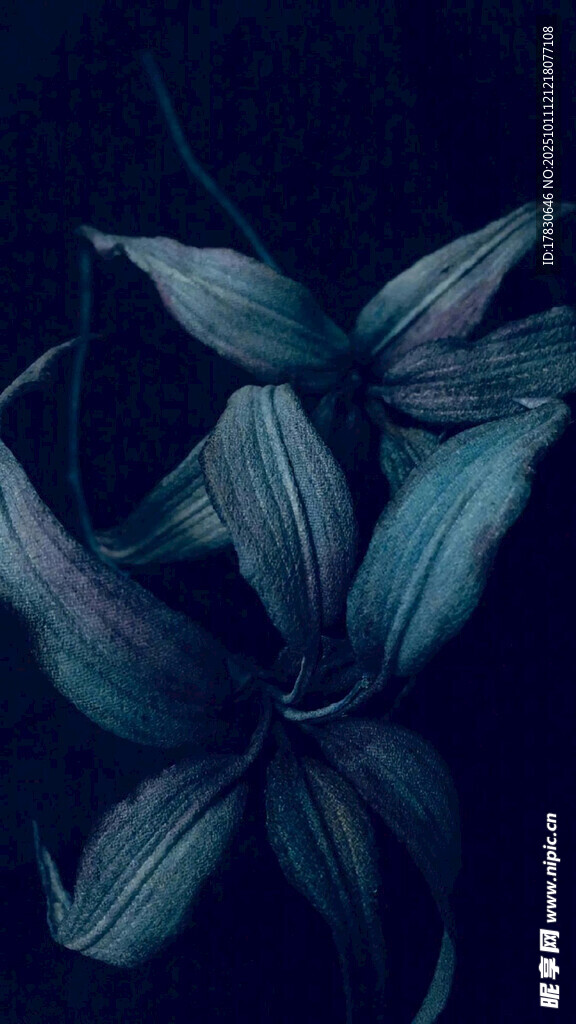 深蓝背景下的优雅叶片