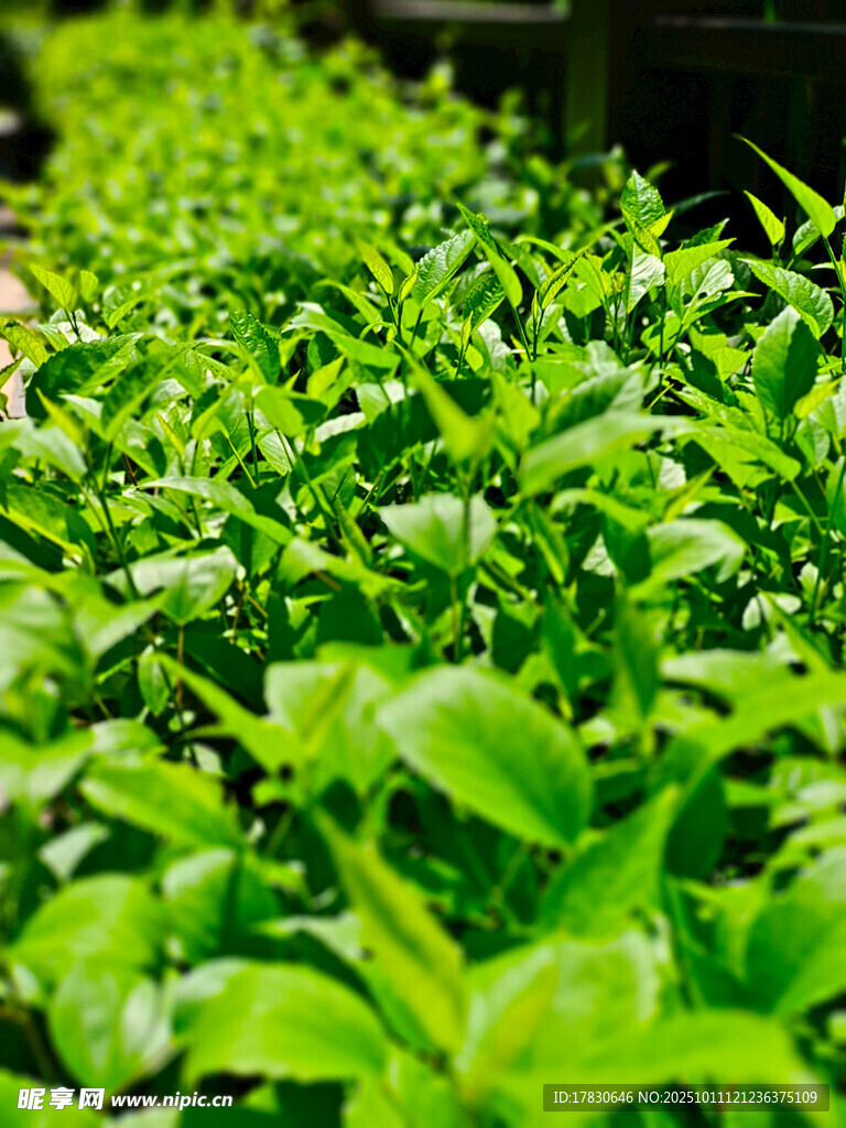 嫩绿叶片的清新植物景观