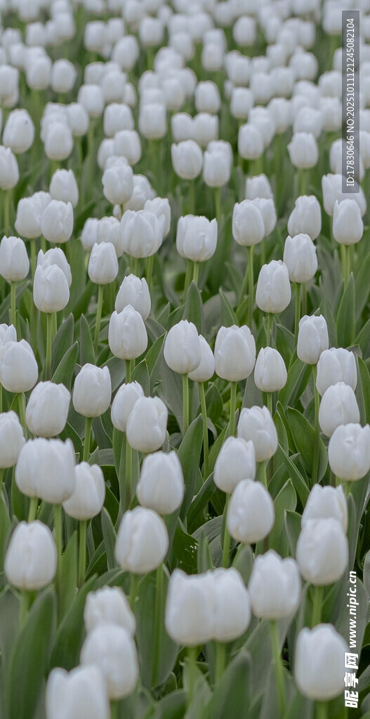 白色郁金香花海