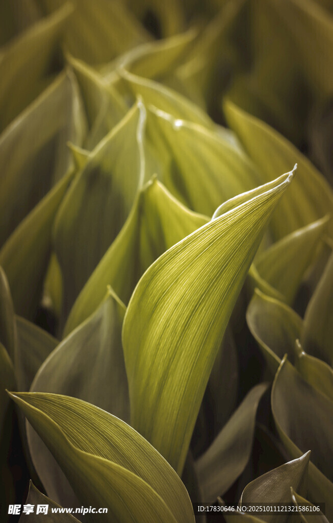 翠绿舒展的叶片植物