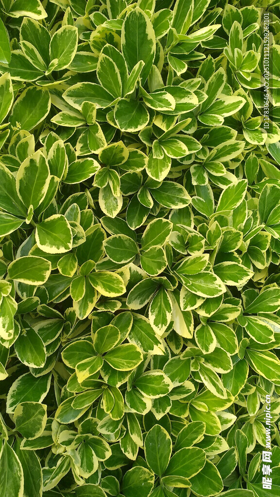 翠绿斑驳叶片植物纹理