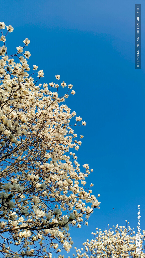 蓝天映衬下的繁花满树