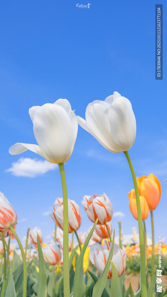 春日绽放的多彩郁金香