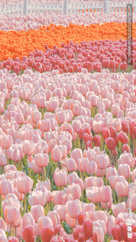 粉色与橙色郁金香花海