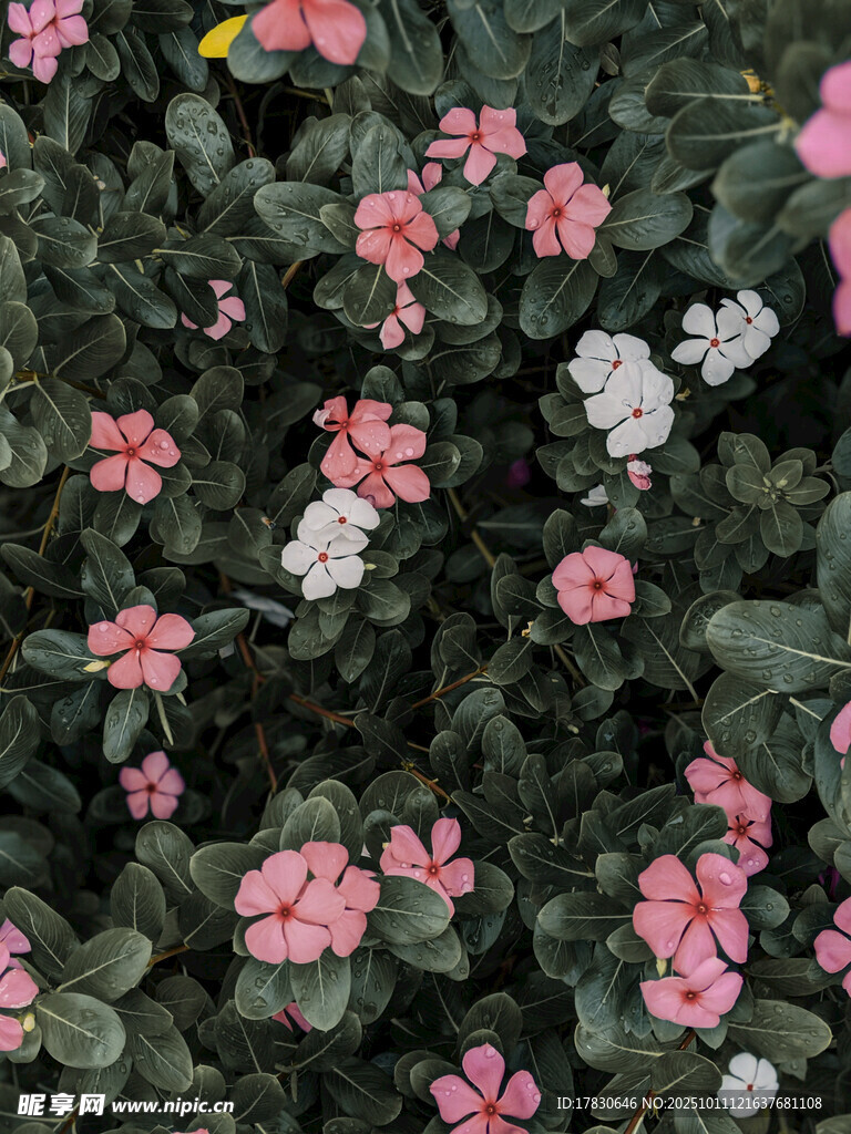 粉色白色小花植物景观