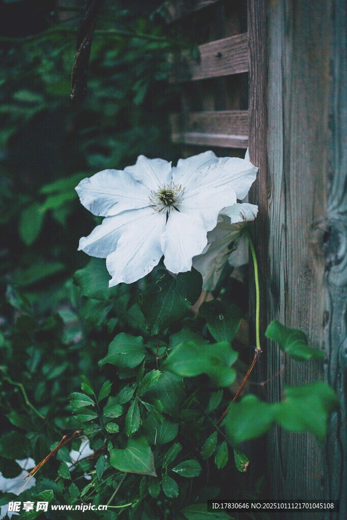 墙边绽放的洁白花朵