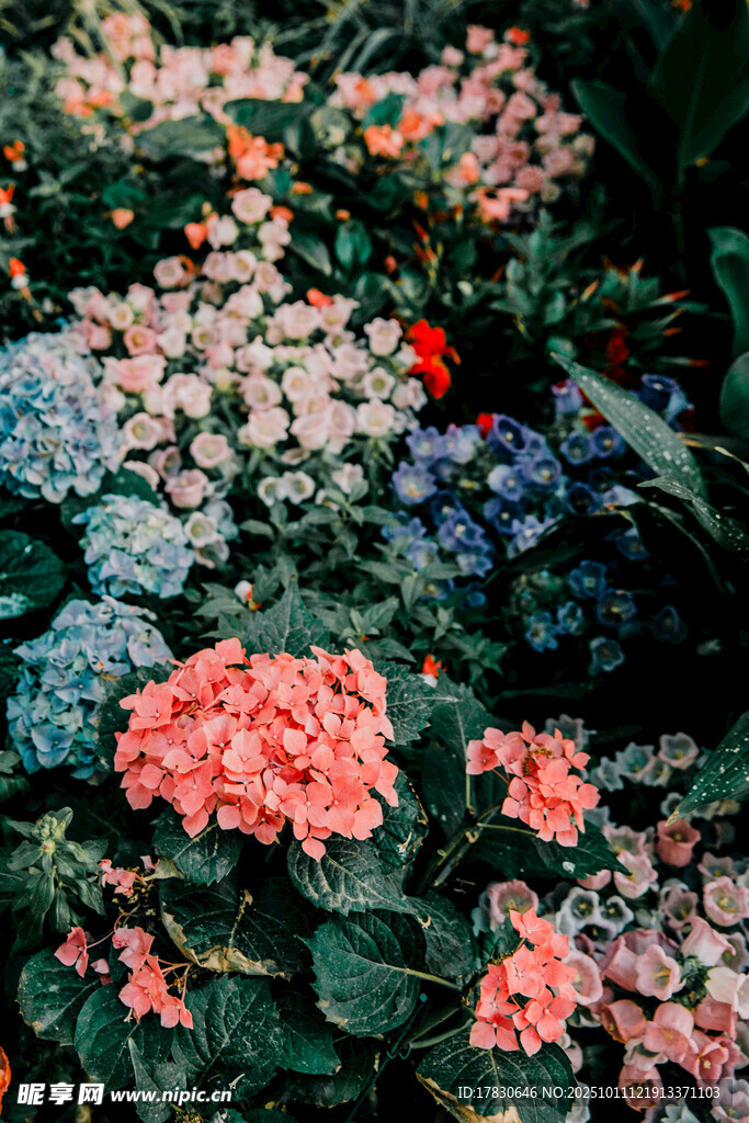 多彩绣球花绽放美景