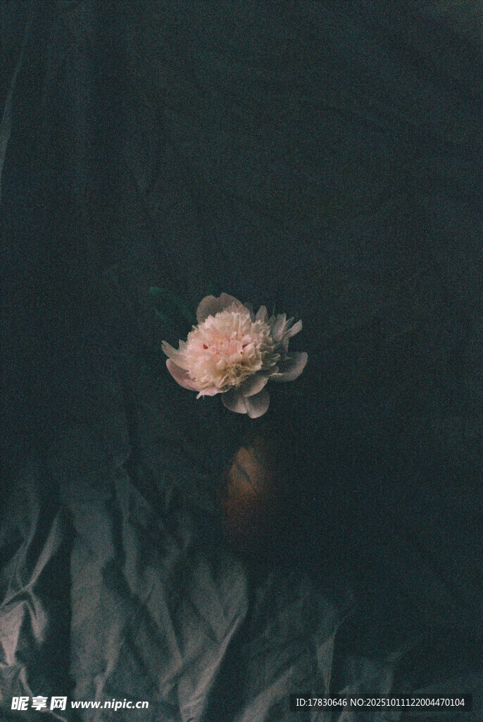 暗色背景下的单朵枯萎花朵