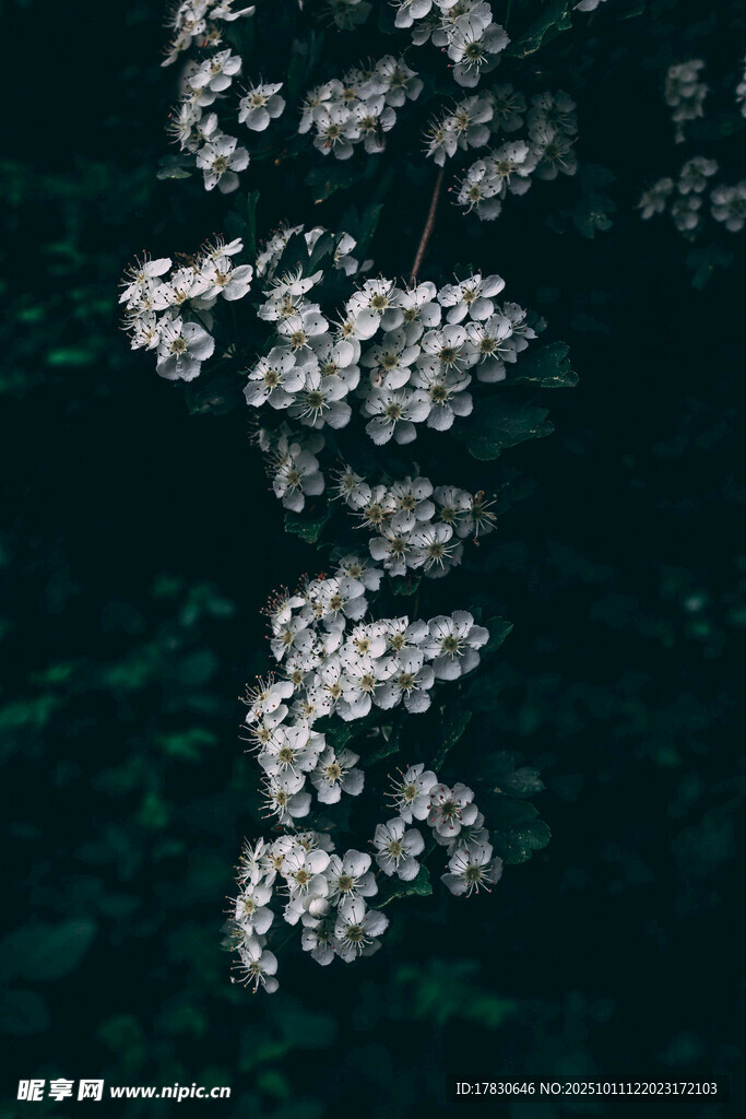 水中漂浮的白色花朵