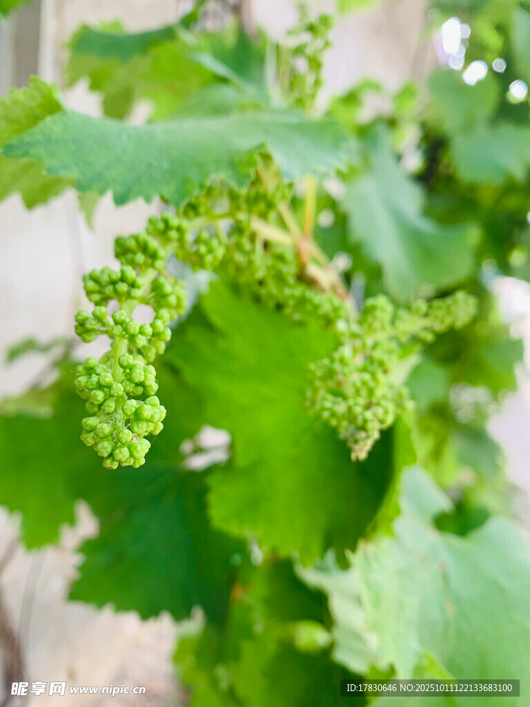 嫩绿葡萄藤上的幼嫩果串