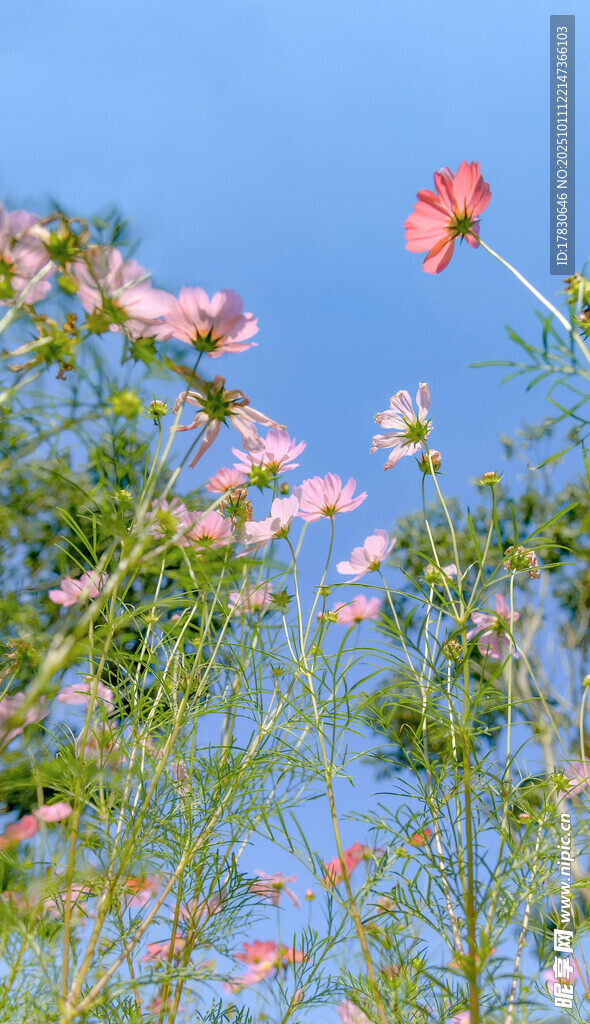 蓝天映衬下的绚烂花朵