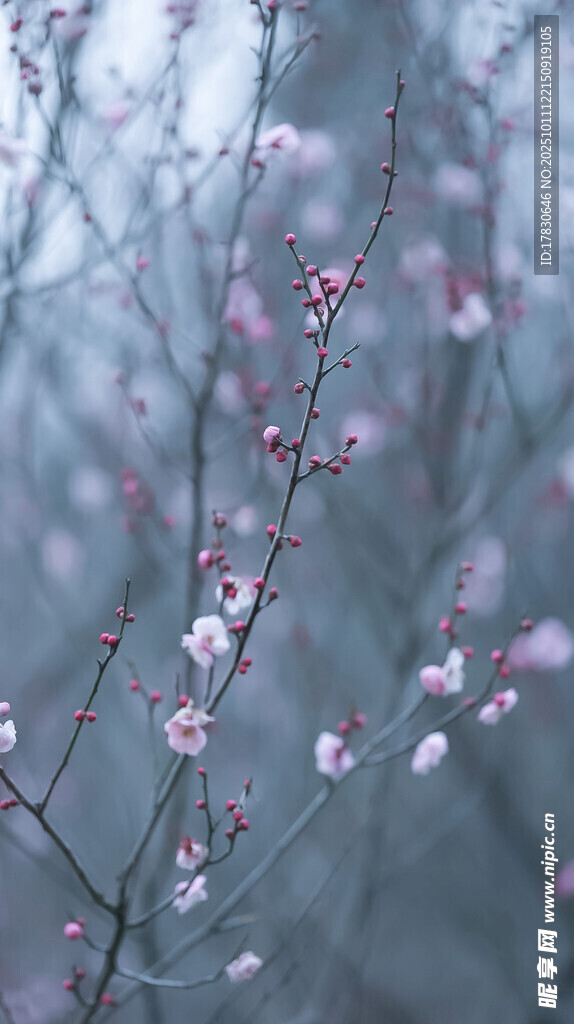 枝头绽放的粉嫩梅花