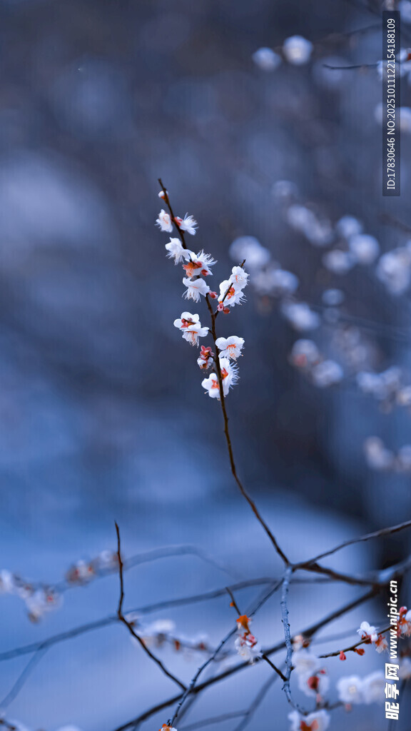 雪覆花枝尽显冬日静美