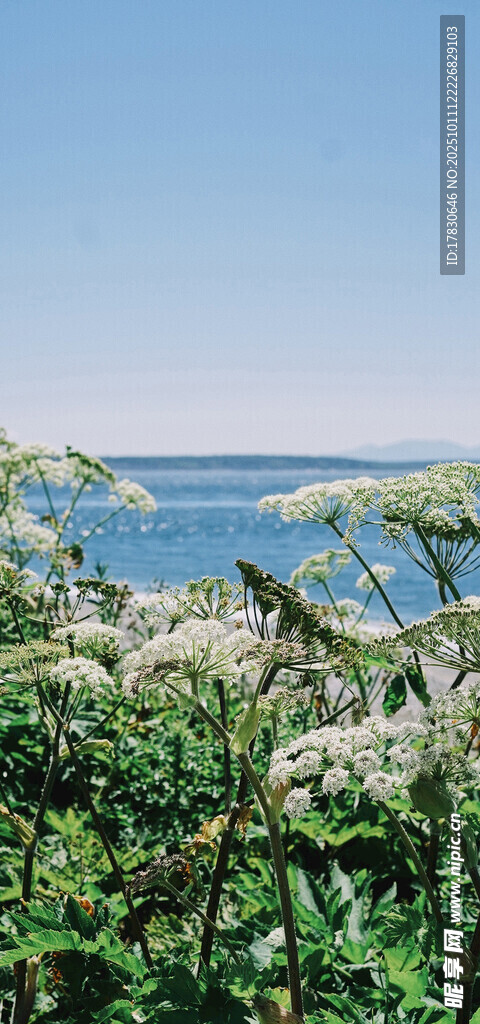 海边繁茂白花植物景观