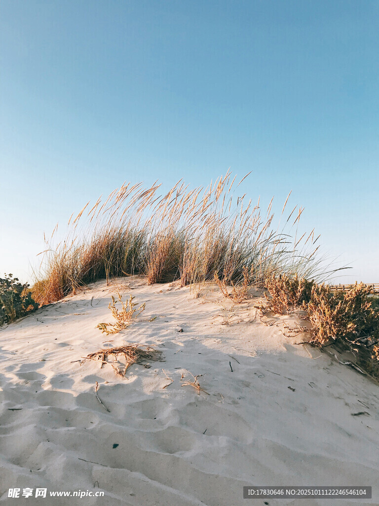 沙丘上的草与蓝天美景