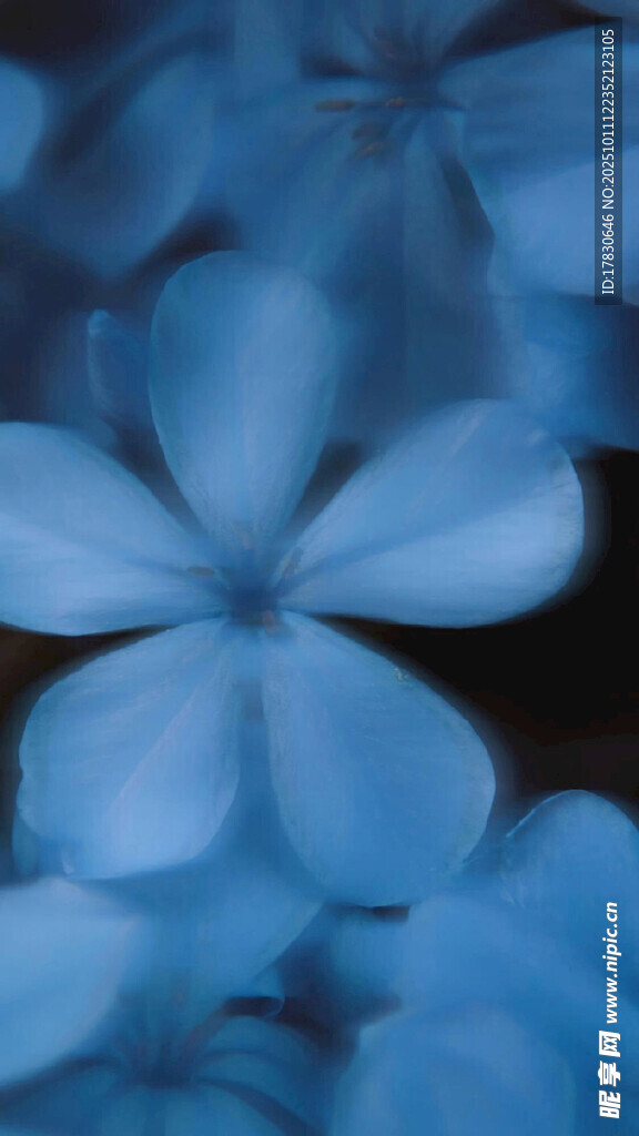 蓝色花朵特写
