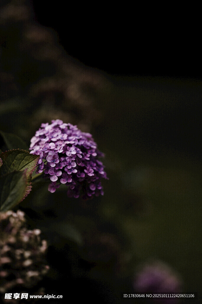 紫色绣球花特写