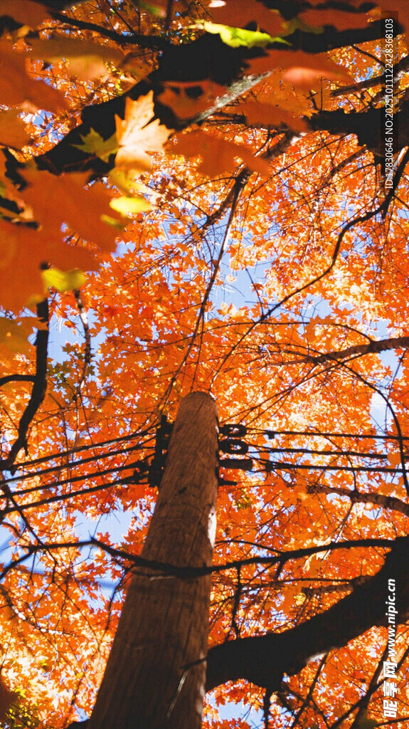 秋日斑斓树枝上的多彩叶片