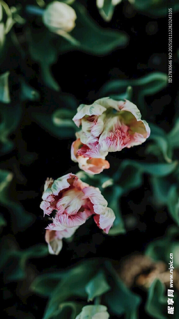 多彩花朵绽放绿叶间