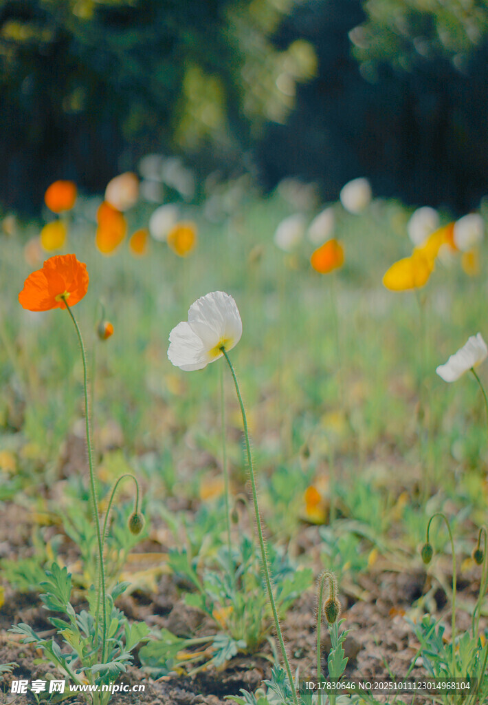 田野中绽放的多彩花朵