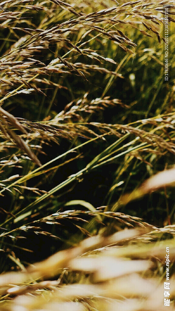 阳光下的金黄稻穗