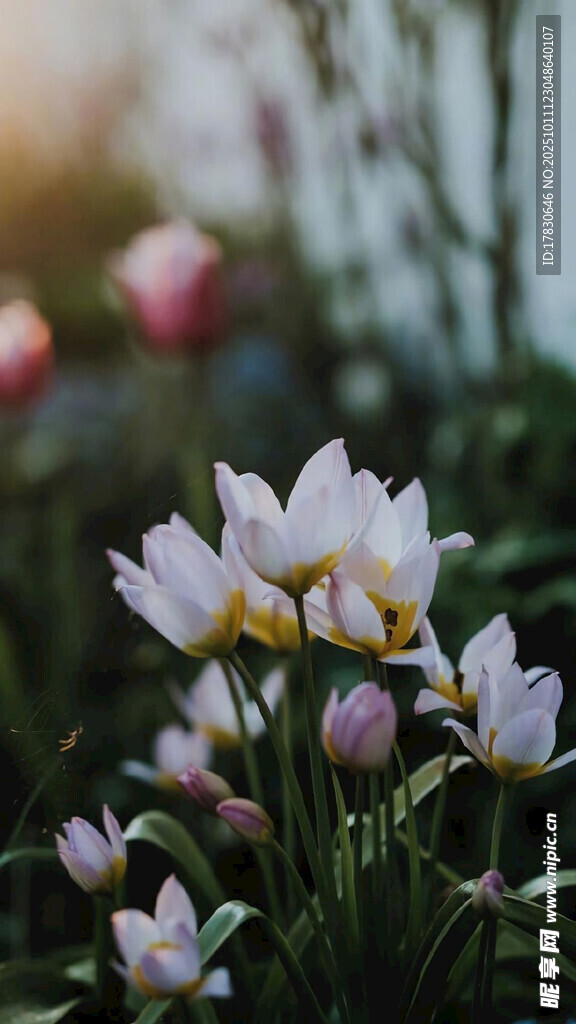 清新绽放的美丽白色花朵