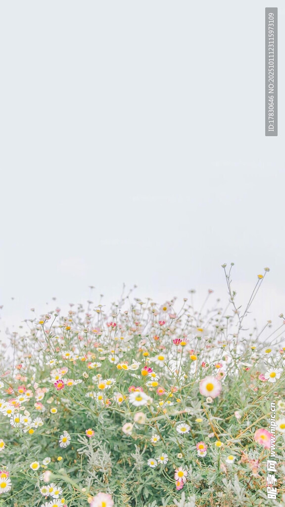 盛放的多彩花丛