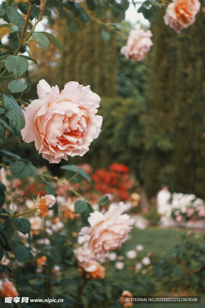 花园中的柔美粉色玫瑰花