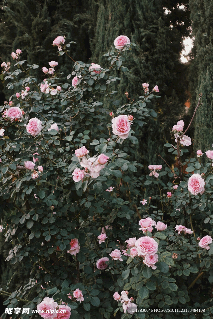 繁花盛开的粉色蔷薇花丛