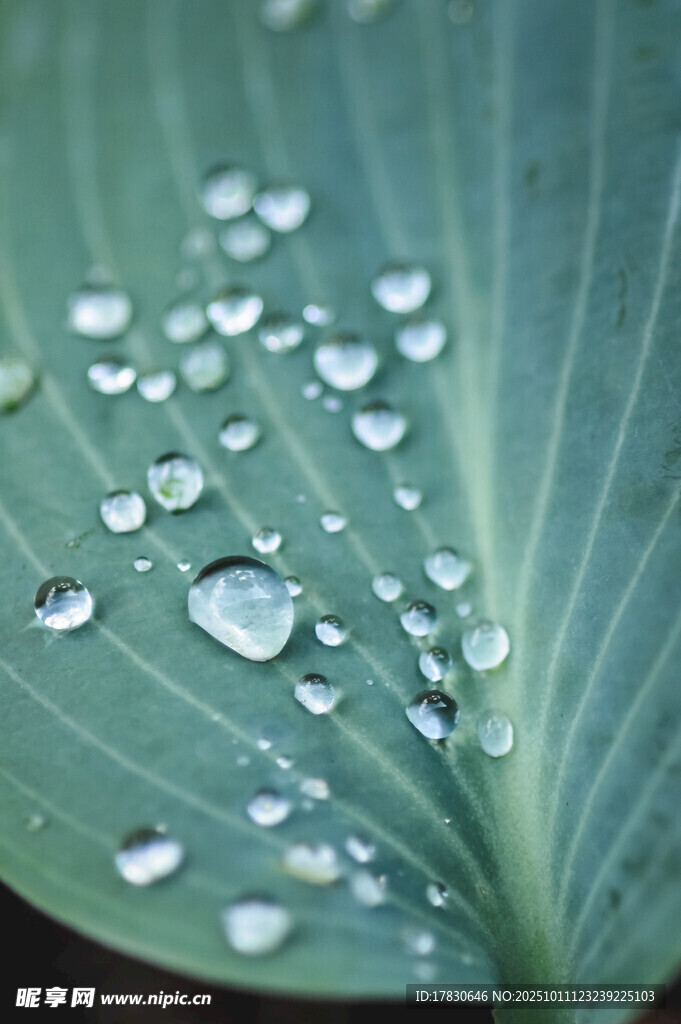 荷叶上的晶莹水珠
