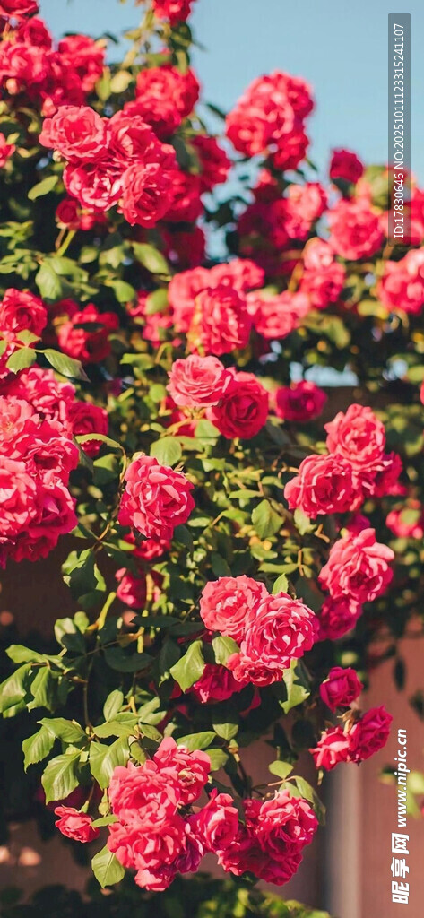 盛开的红色月季花