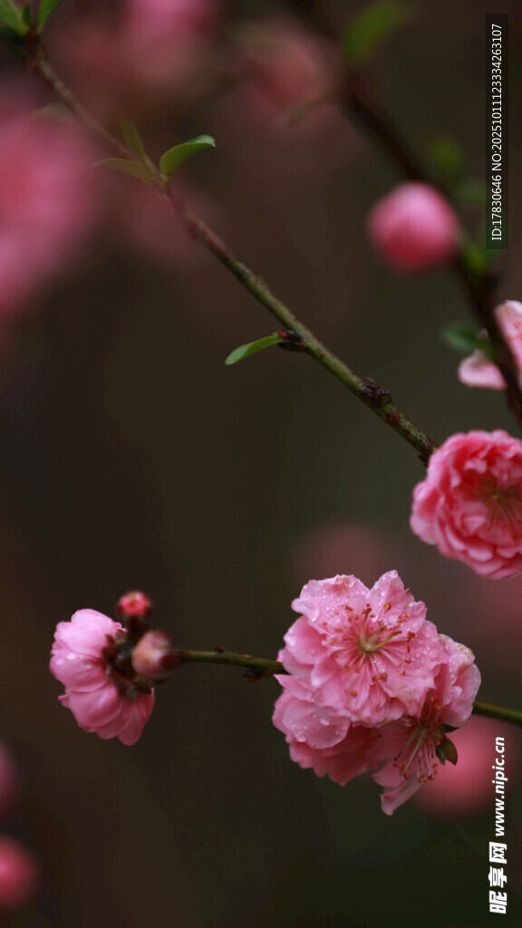 娇艳绽放的粉色桃花