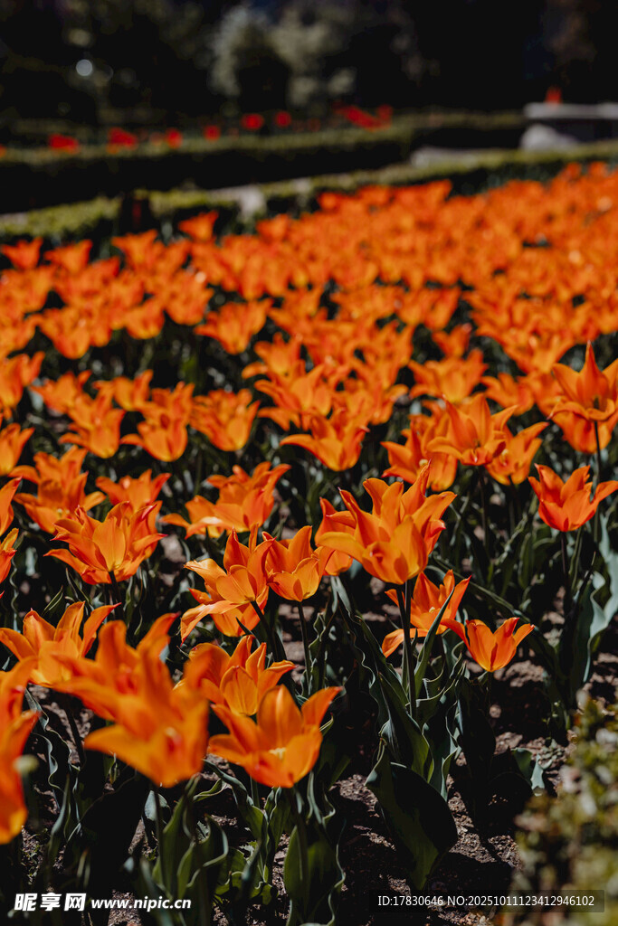 橙色郁金香花海美景