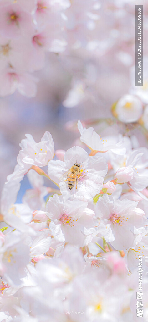 梦幻白色花朵特写