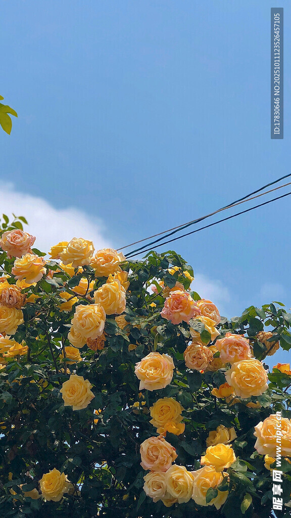 金黄花朵绽放蓝天之下