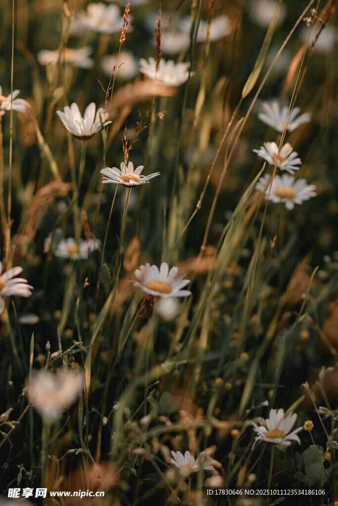 野间雏菊绽放美好瞬间