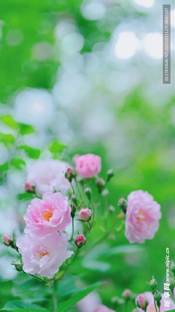 粉色蔷薇绽放于绿意间